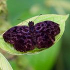 Tagfalter aus dem Tropischen Regenwald von Ecuador