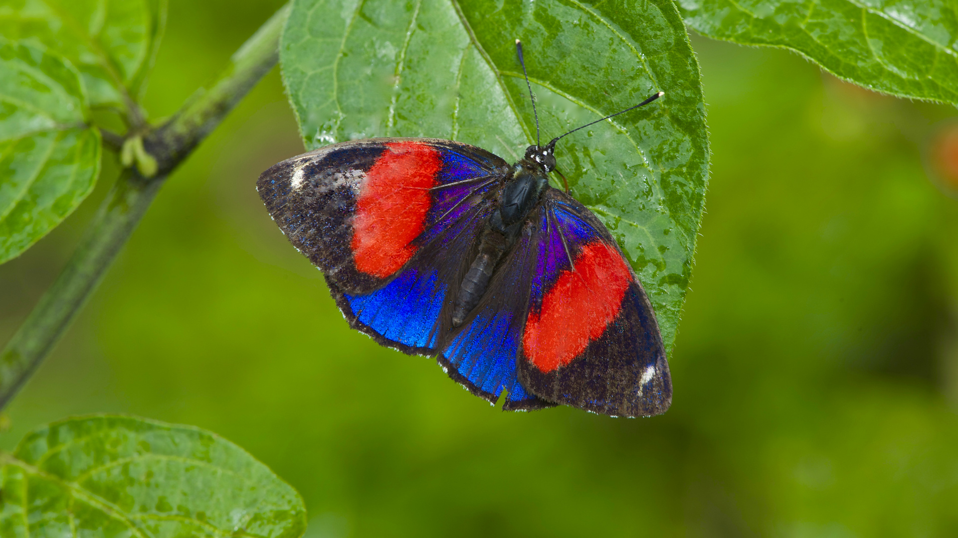 Tagfalter aus dem Tropischen Regenwald von Ecuador