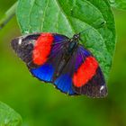 Tagfalter aus dem Tropischen Regenwald von Ecuador