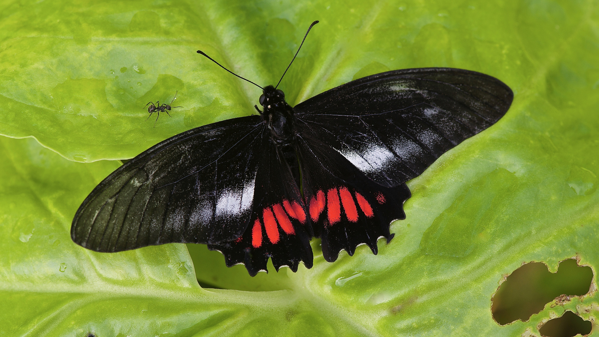 Tagfalter aus dem Tropischen Regenwald von Ecuador