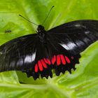 Tagfalter aus dem Tropischen Regenwald von Ecuador