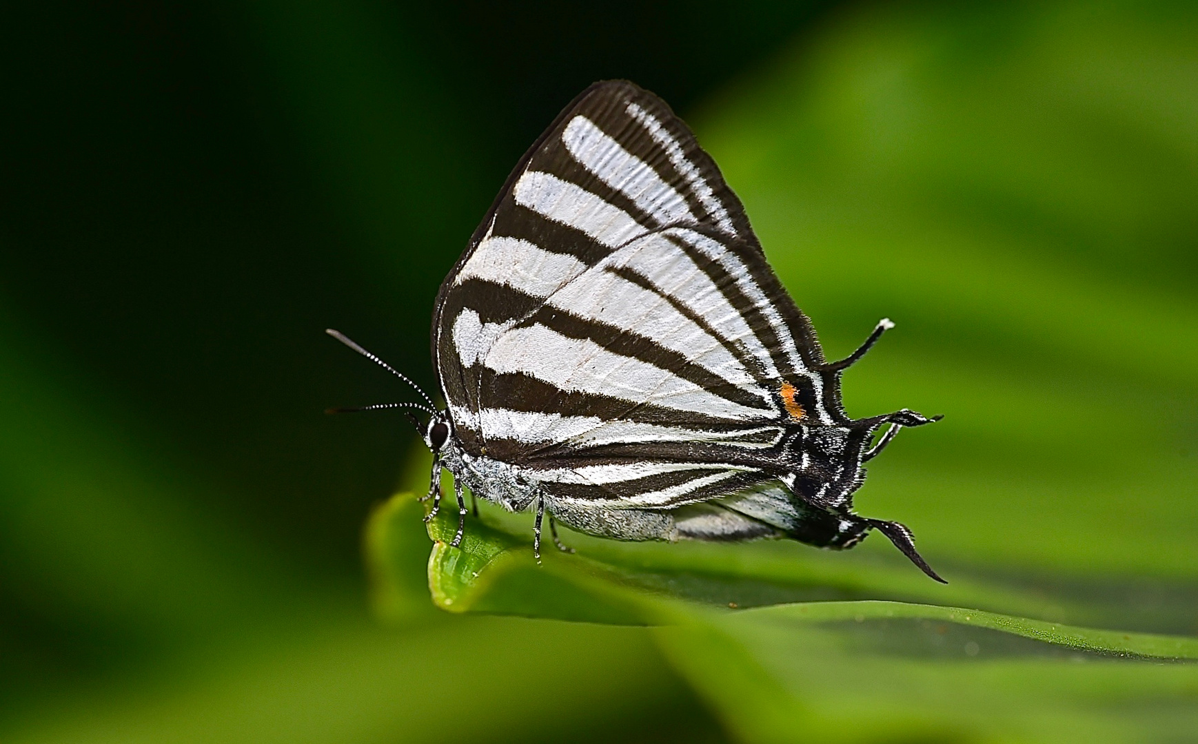 Tagfalter aus dem Tropischen Regenwald von Ecuador