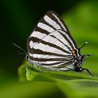 Tagfalter aus dem Tropischen Regenwald von Ecuador