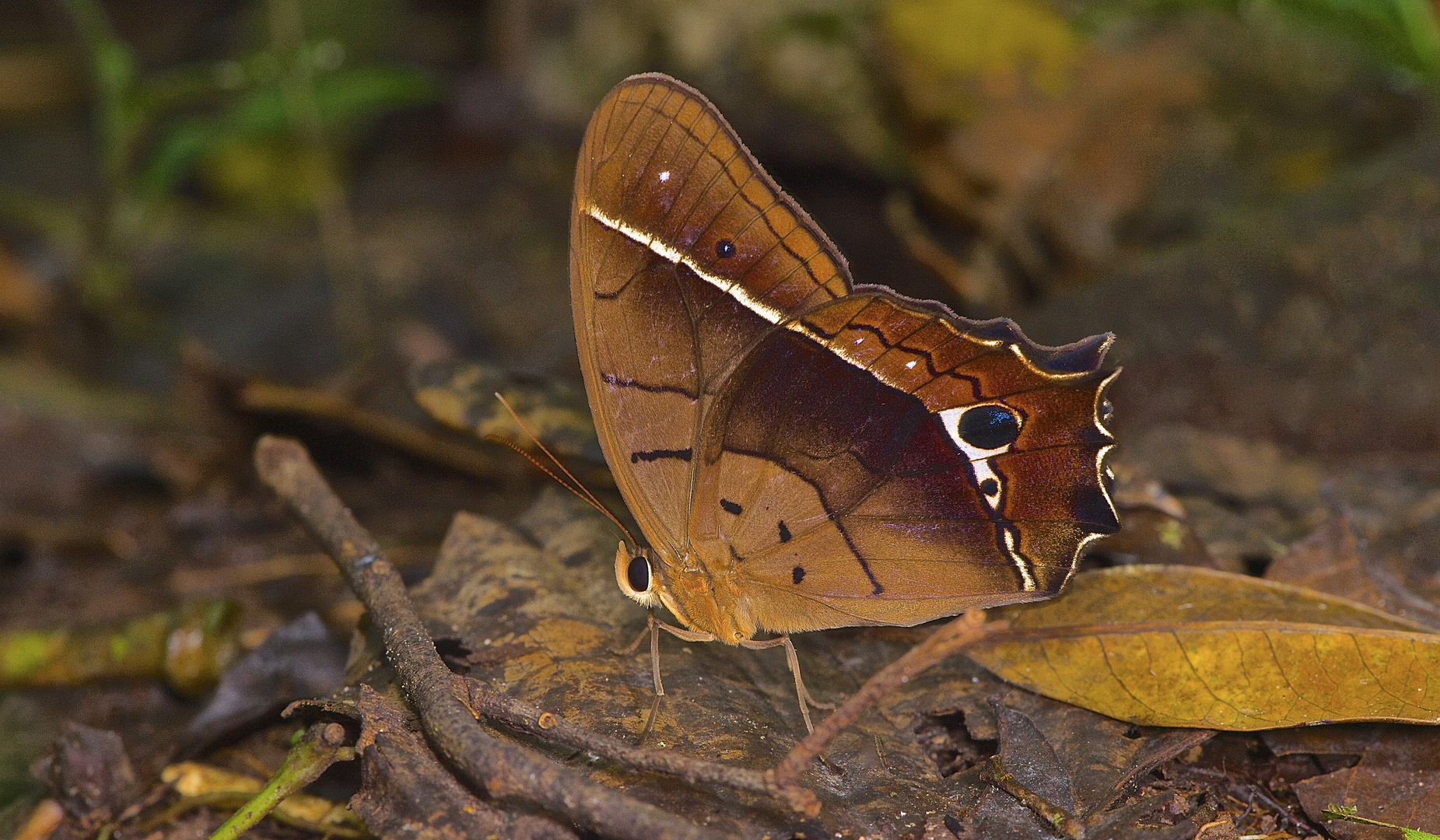 Tagfalter aus dem Tropischen Regenwald von Ecuador