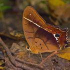 Tagfalter aus dem Tropischen Regenwald von Ecuador