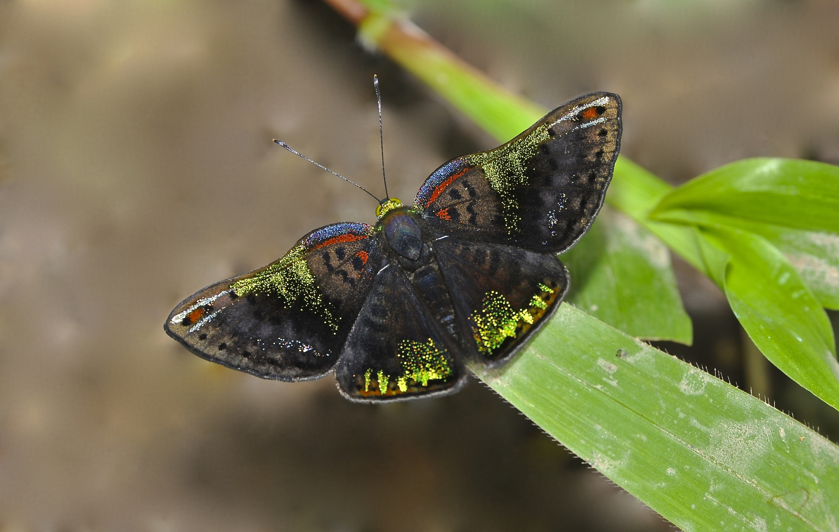 Tagfalter aus dem Tropischen Regenwald von Ecuador