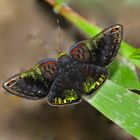 Tagfalter aus dem Tropischen Regenwald von Ecuador