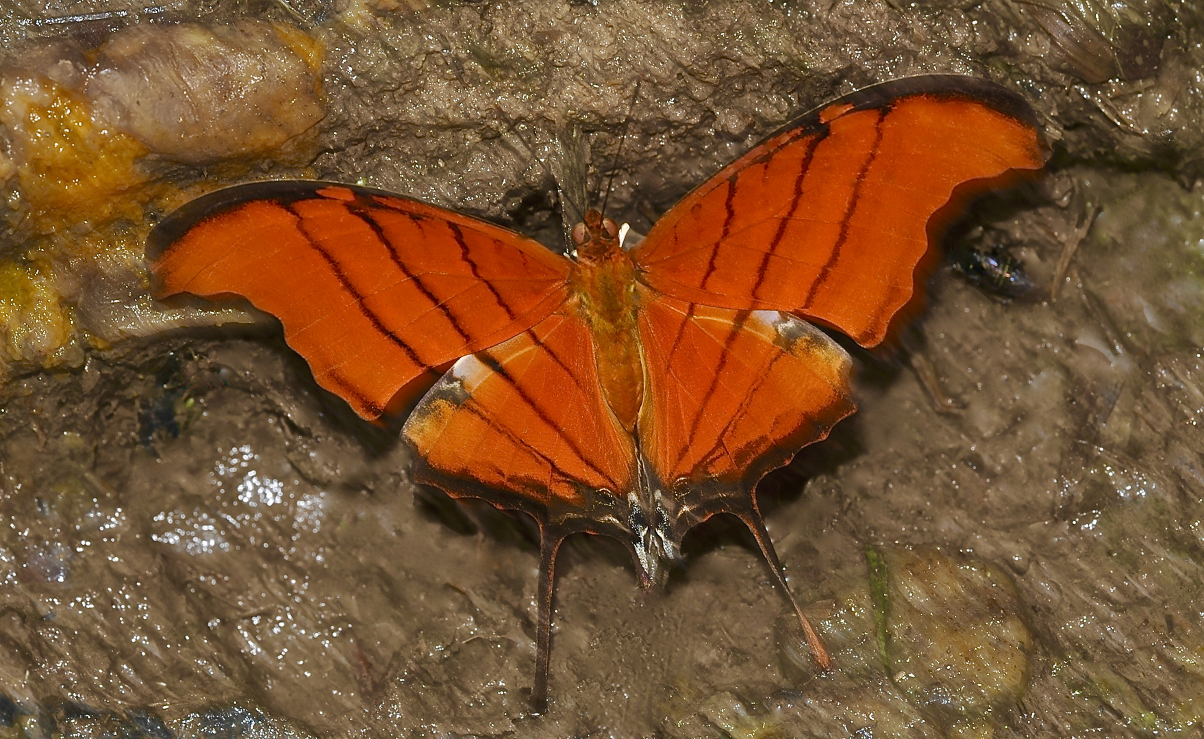 Tagfalter aus dem Tropischen Regenwald von Ecuador