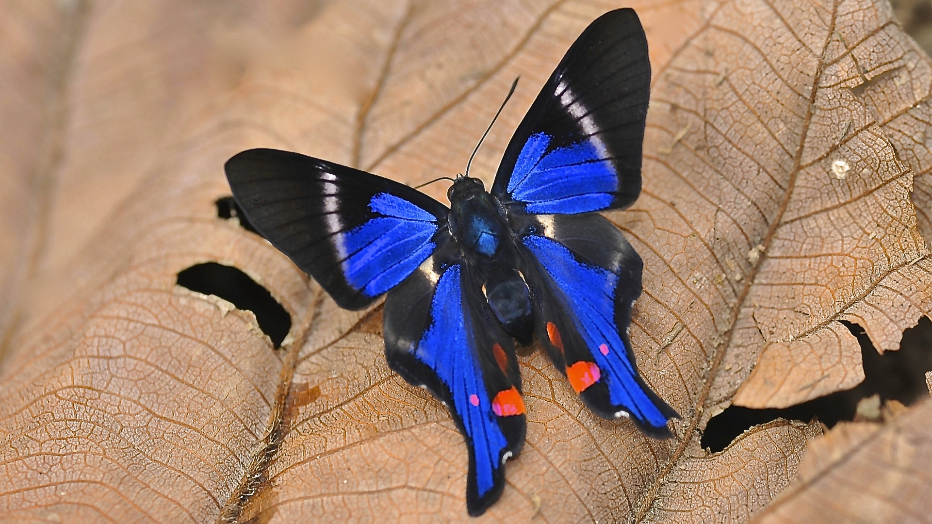 Tagfalter aus dem Tropischen Regenwald von Ecuador