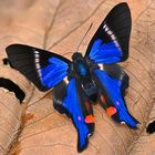 Tagfalter aus dem Tropischen Regenwald von Ecuador