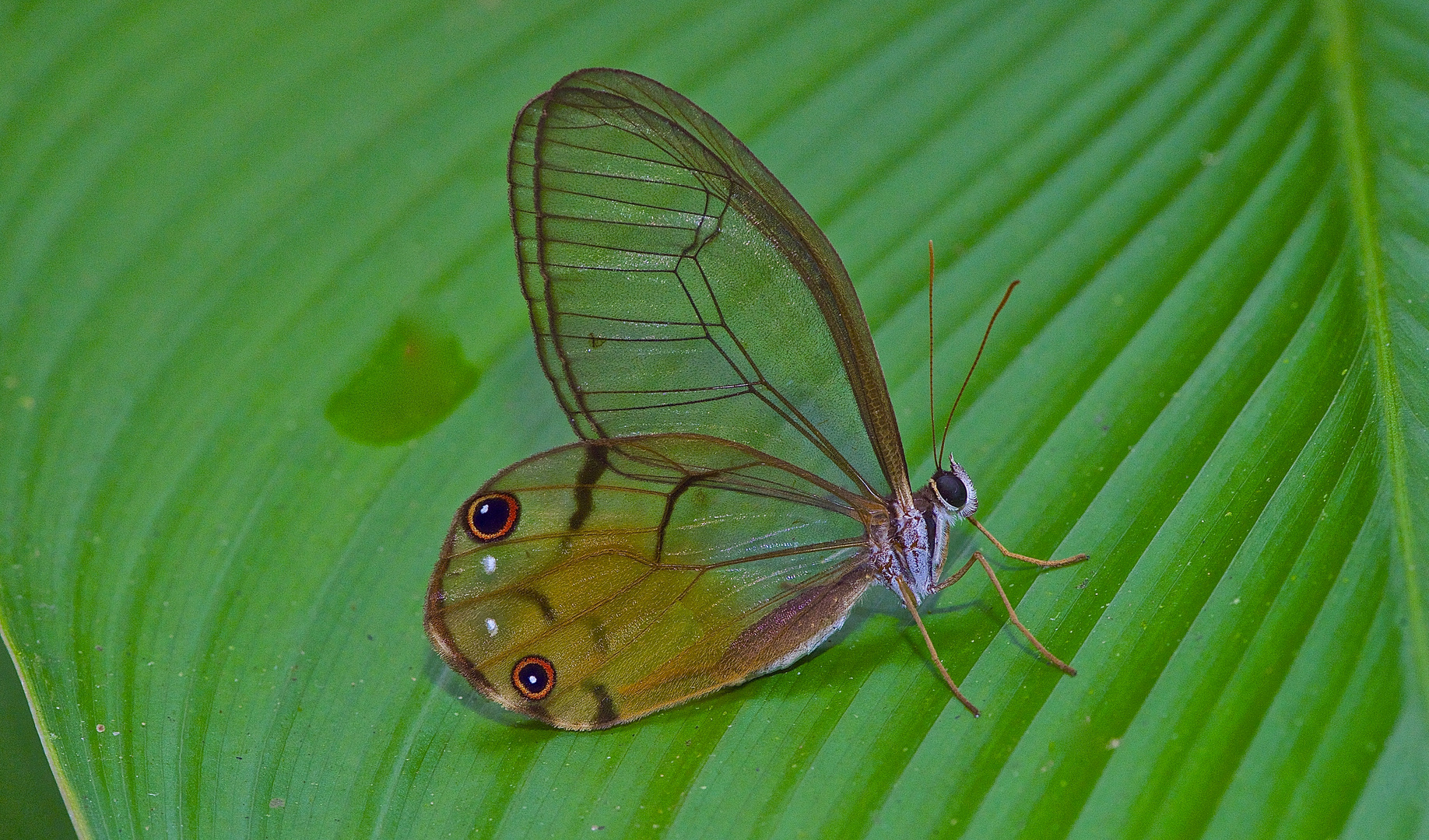 Tagfalter aus dem Tropischen Regenwald von Ecuador