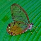 Tagfalter aus dem Tropischen Regenwald von Ecuador