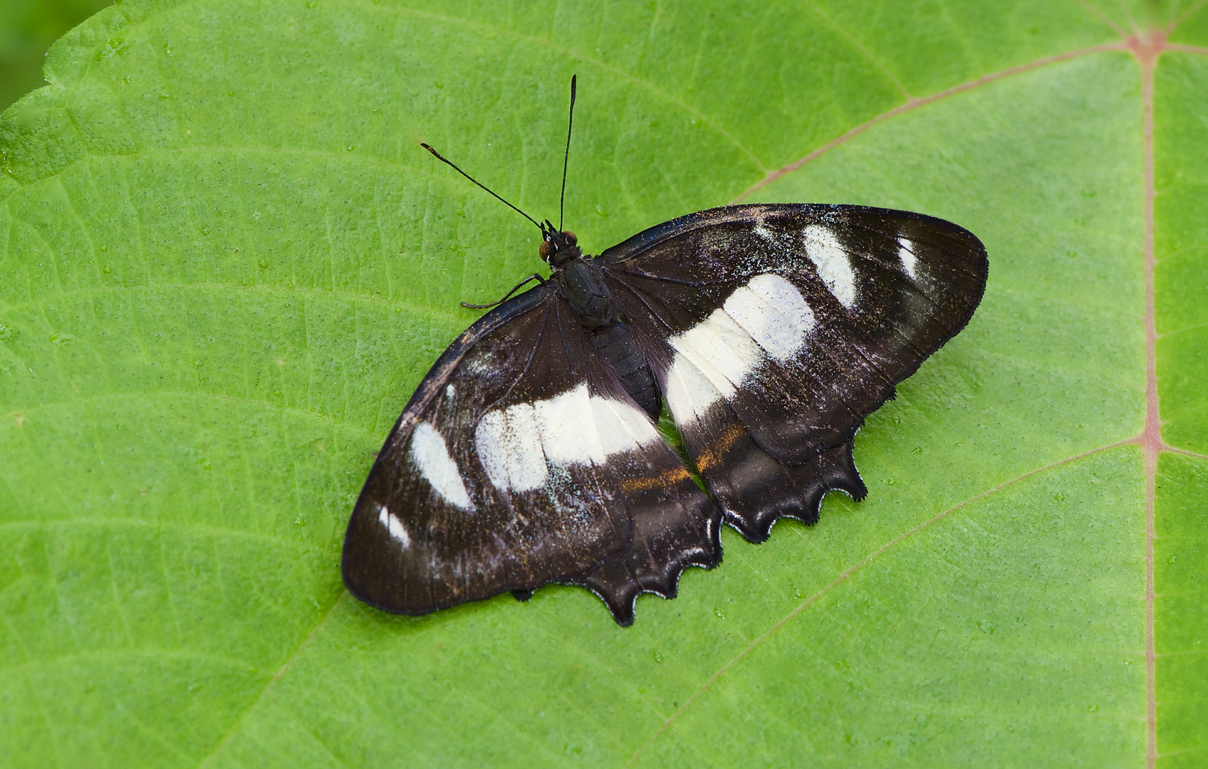 Tagfalter aus dem Tropischen Regenwald von Ecuador