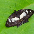 Tagfalter aus dem Tropischen Regenwald von Ecuador