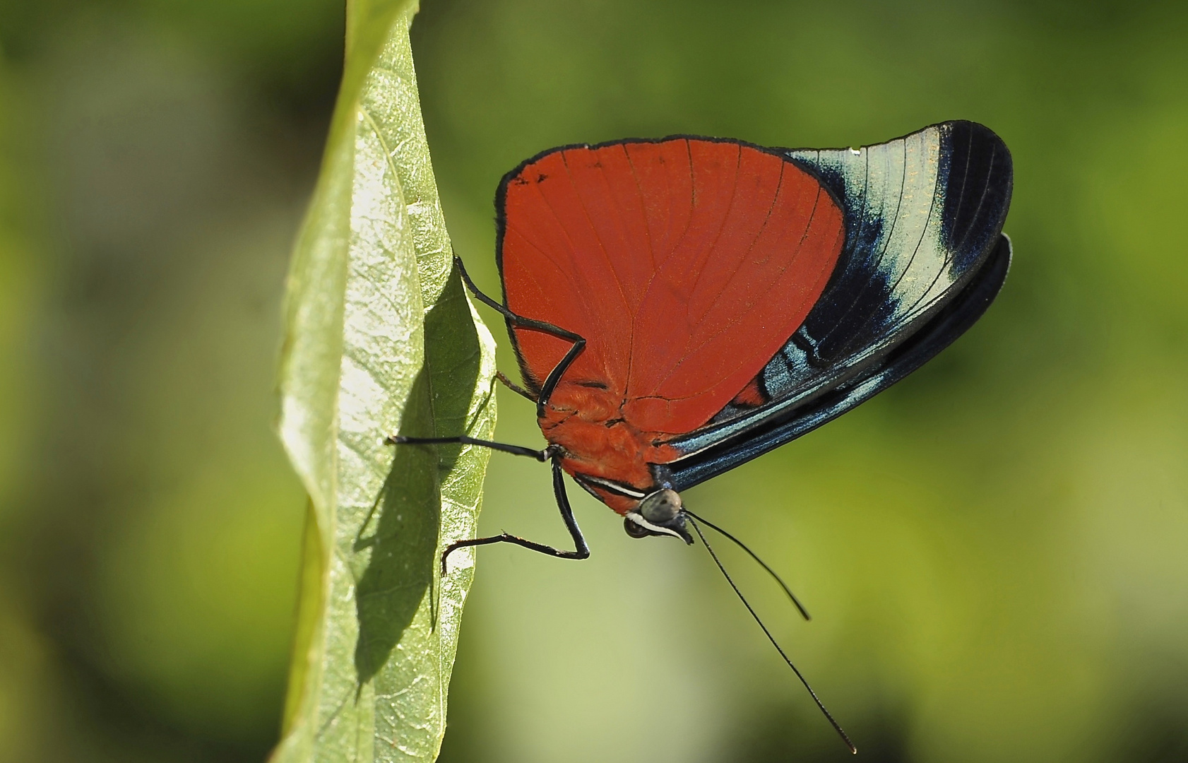 Tagfalter aus dem Tropischen Regenwald von Ecuador