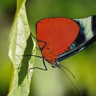 Tagfalter aus dem Tropischen Regenwald von Ecuador