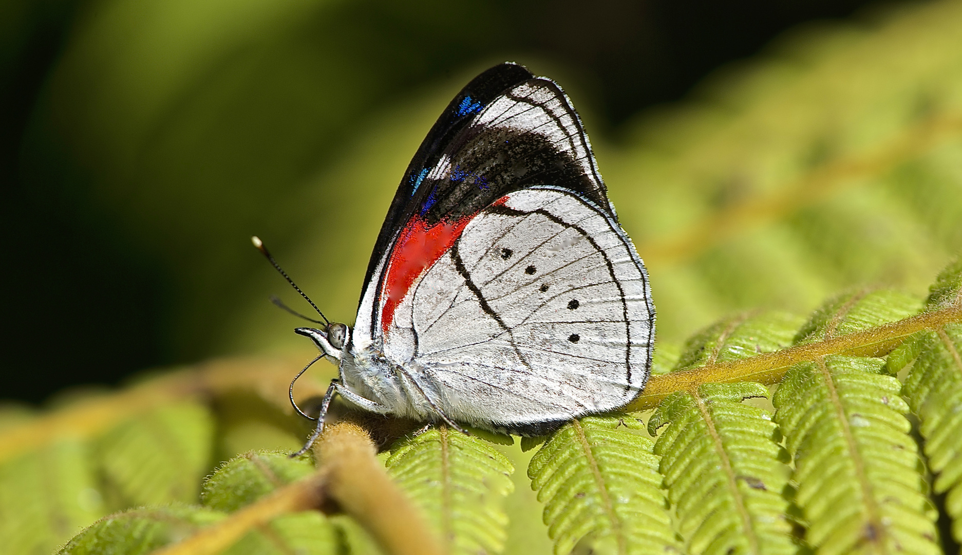 Tagfalter aus dem Tropischen Regenwald von Ecuador