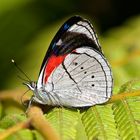 Tagfalter aus dem Tropischen Regenwald von Ecuador