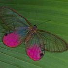 Tagfalter aus dem Tropischen Regenwald von Ecuador