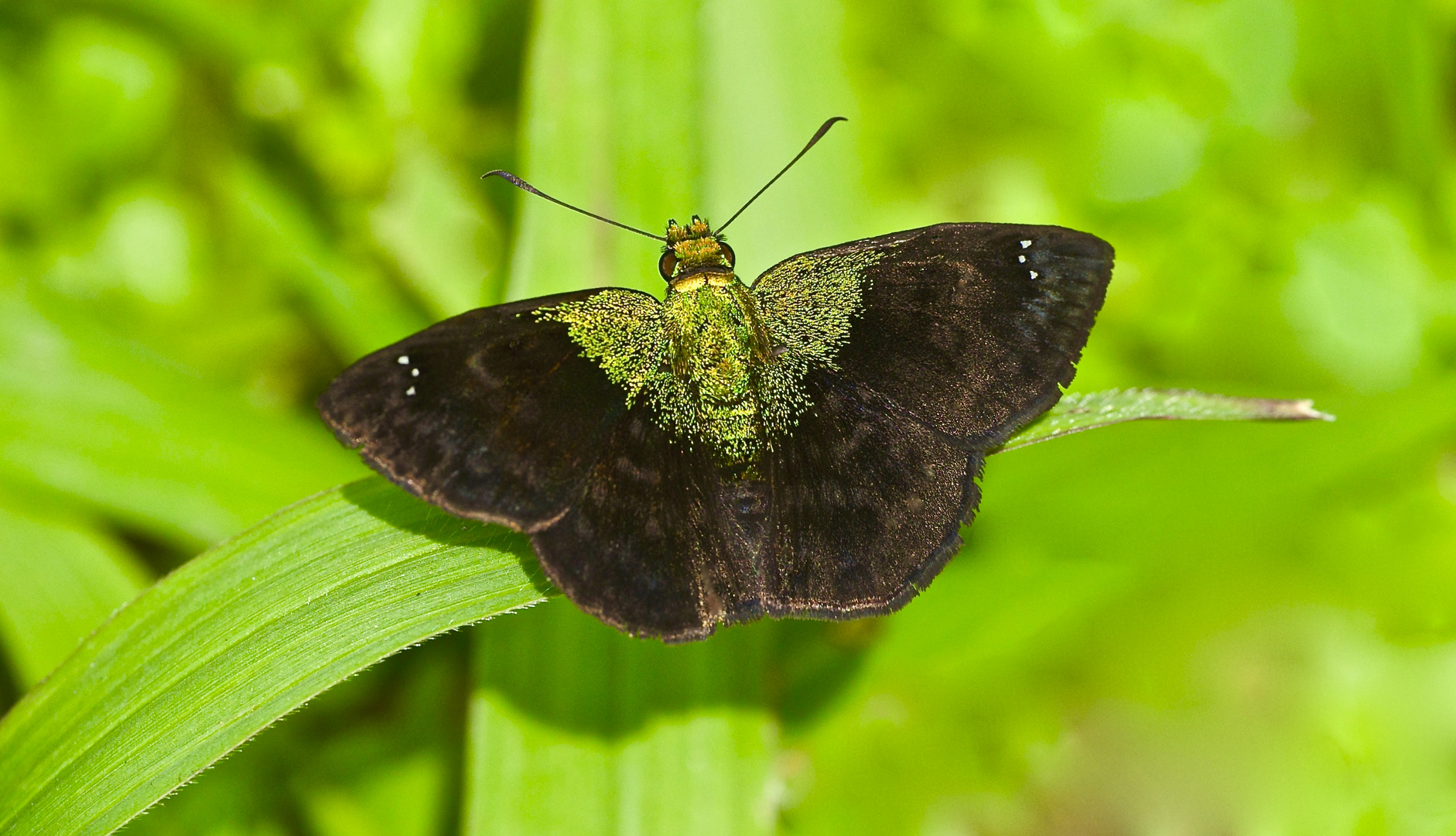 Tagfalter aus dem Tropischen Regenwald von Ecuador