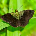 Tagfalter aus dem Tropischen Regenwald von Ecuador