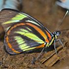 Tagfalter aus dem Tropischen Regenwald von Ecuador