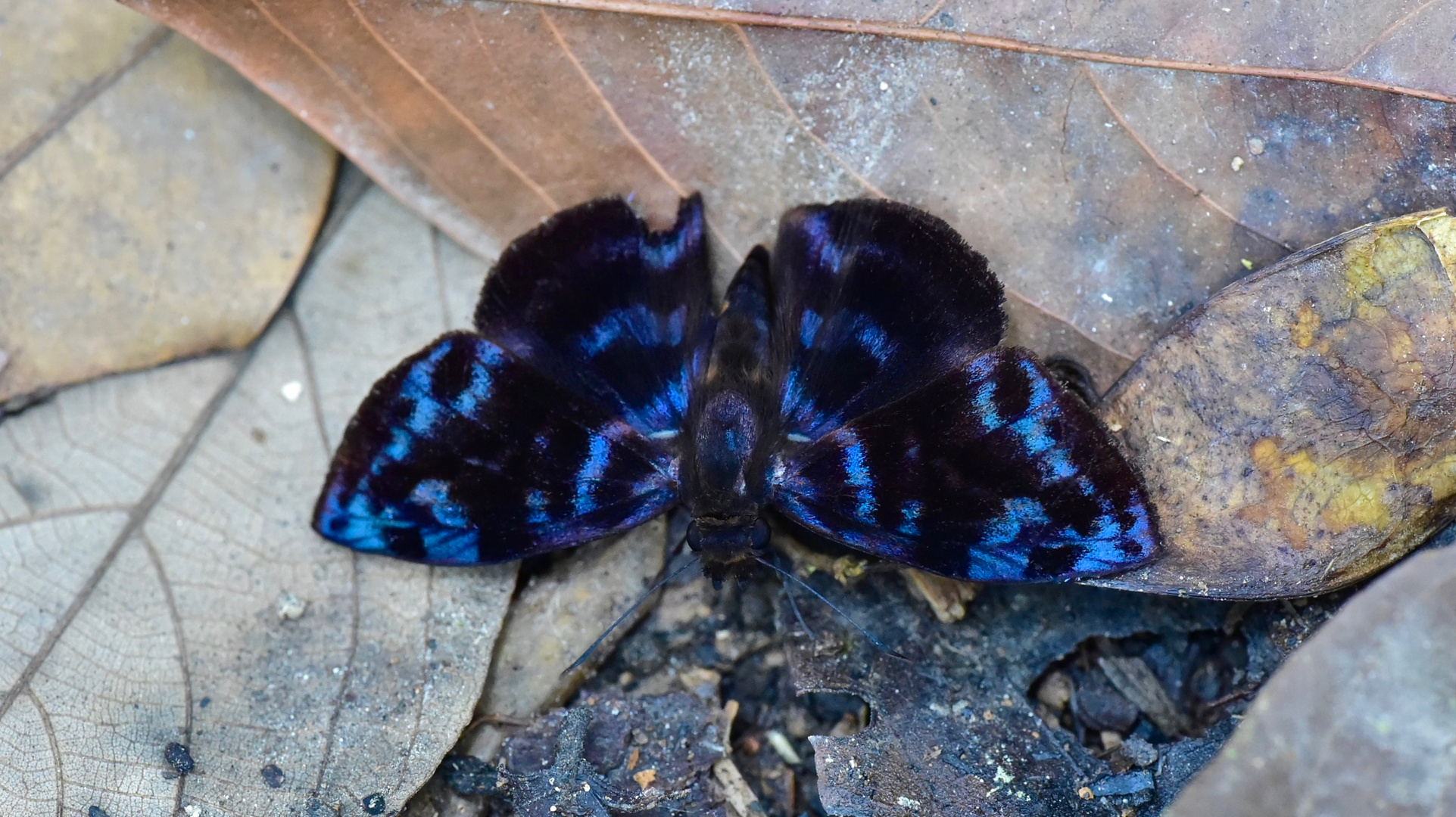 Tagfalter aus dem Tropischen Regenwald von Ecuador