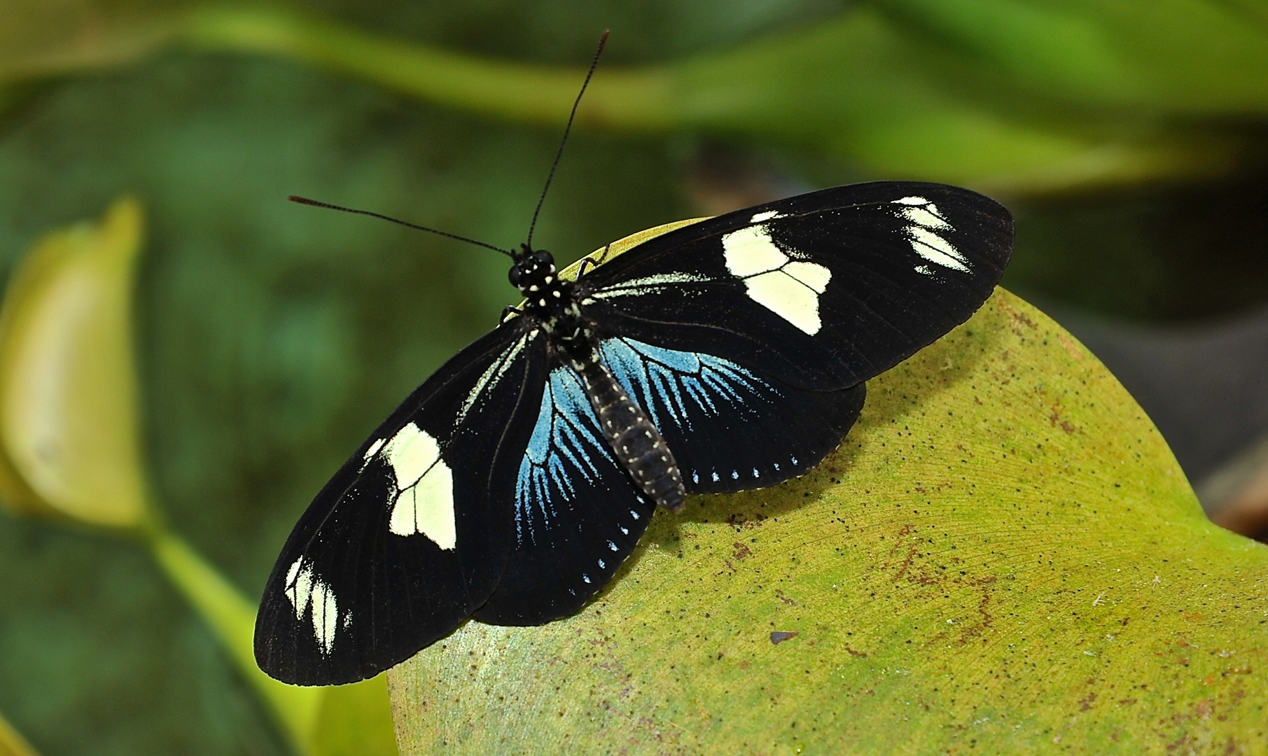 Tagfalter aus dem Tropischen Regenwald von Ecuador