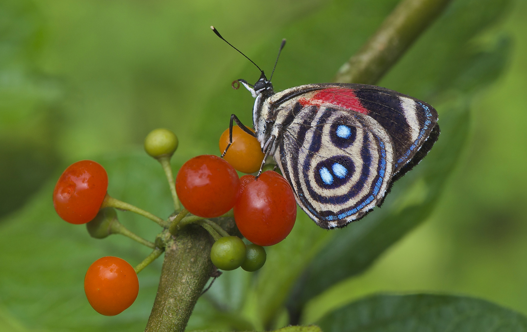 Tagfalter aus dem Tropischen Regenwald von Ecuador