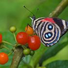 Tagfalter aus dem Tropischen Regenwald von Ecuador