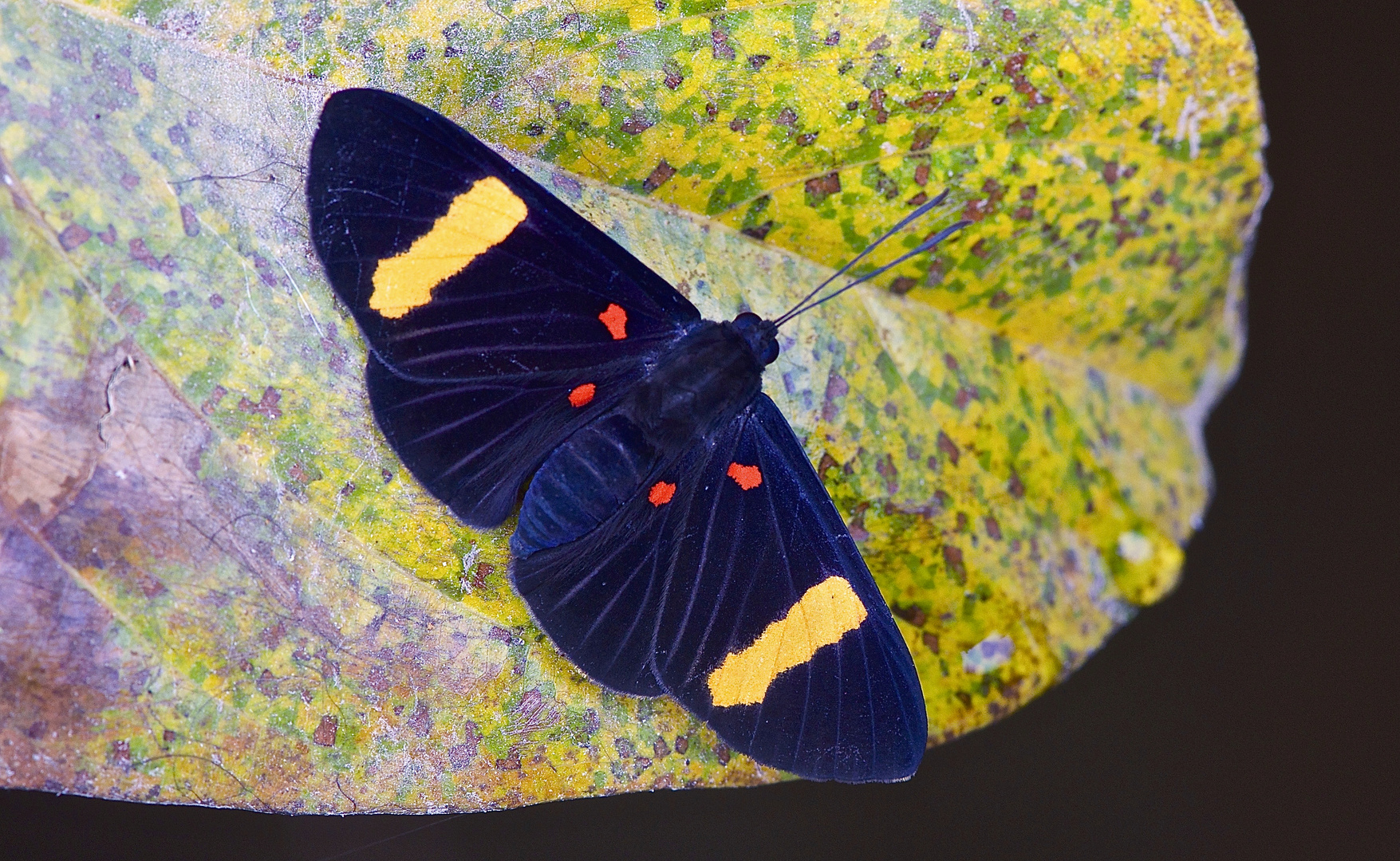 Tagfalter aus dem Tropischen Regenwald von Ecuador