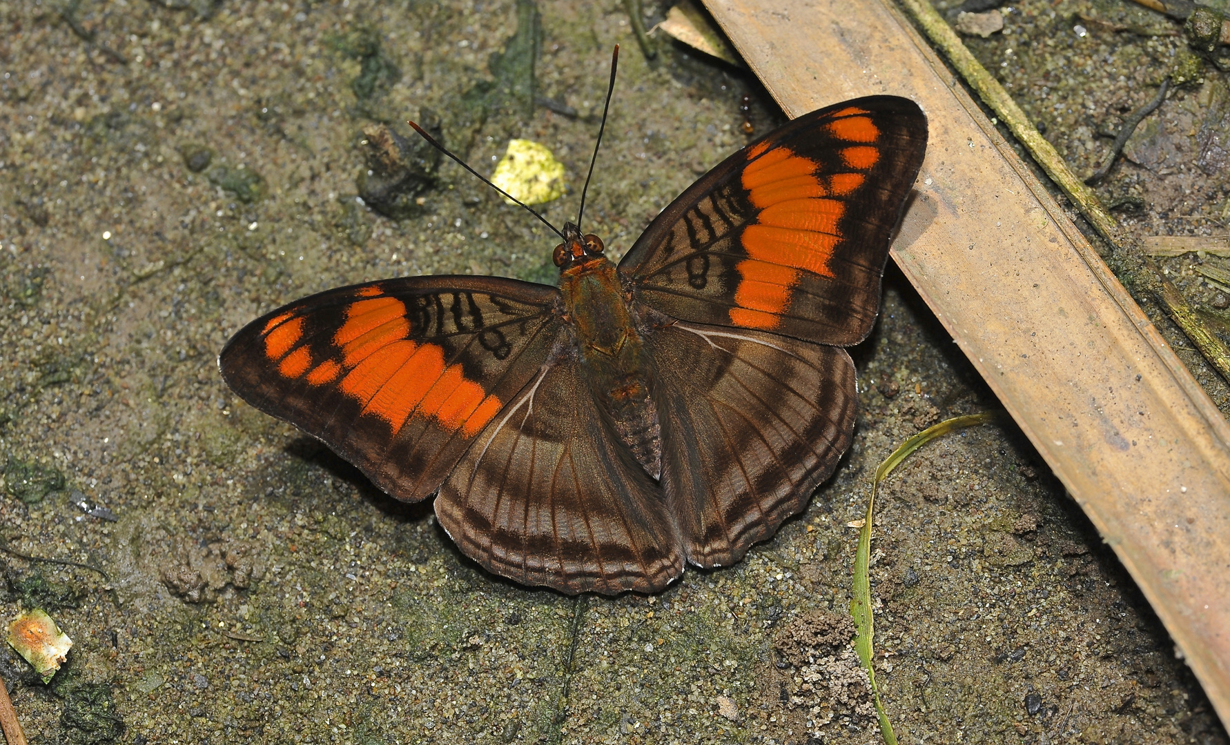 Tagfalter aus dem Tropischen Regenwald von Ecuador