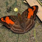 Tagfalter aus dem Tropischen Regenwald von Ecuador