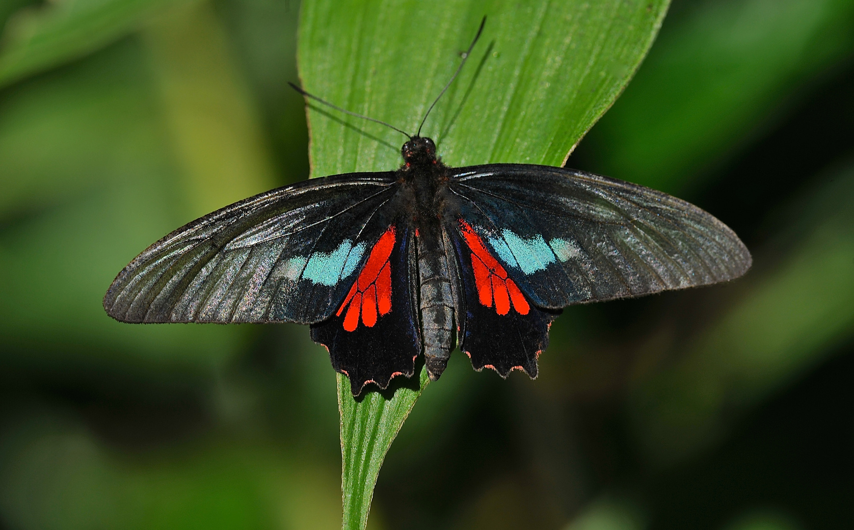 Tagfalter aus dem Tropischen Regenwald von Ecuador