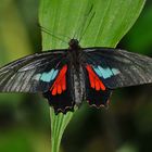 Tagfalter aus dem Tropischen Regenwald von Ecuador