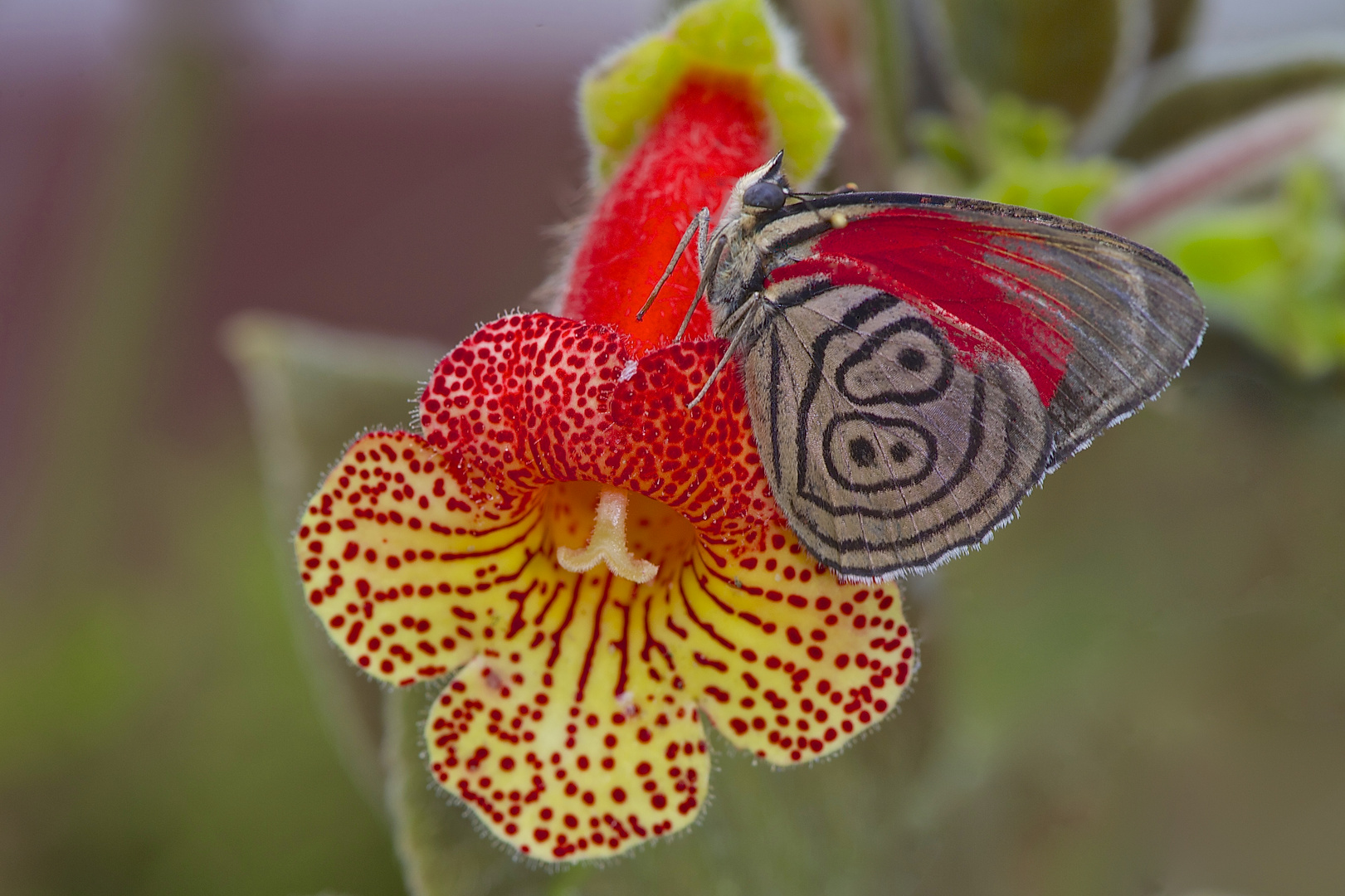 Tagfalter aus dem Tropischen Regenwald von Ecuador