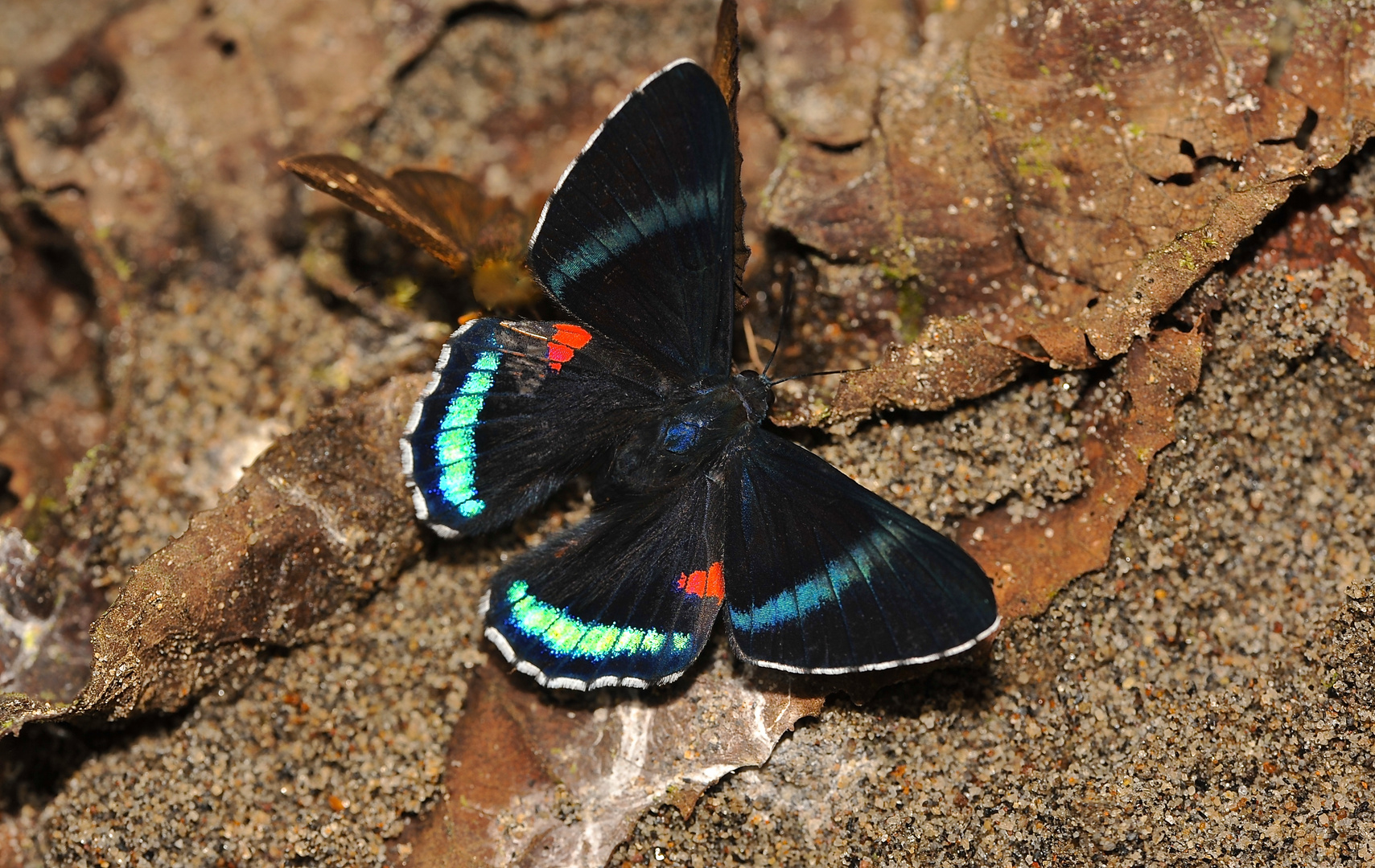 Tagfalter aus dem Tropischen Regenwald von Ecuador