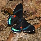 Tagfalter aus dem Tropischen Regenwald von Ecuador