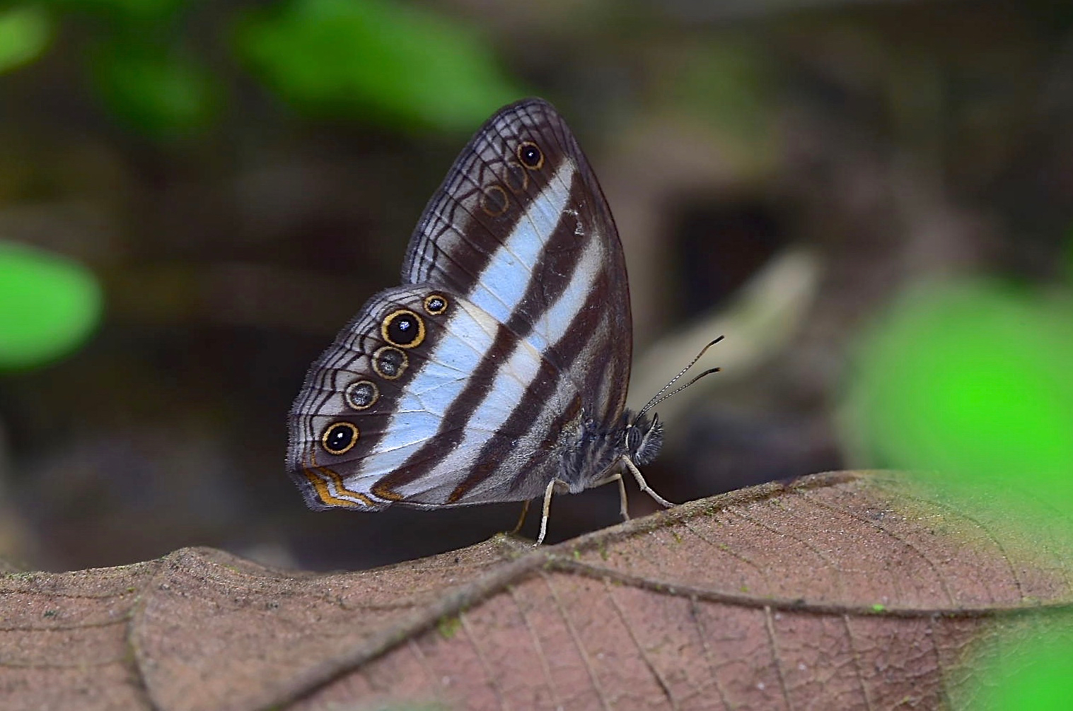 Tagfalter aus dem Tropischen Regenwald von Ecuador