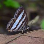 Tagfalter aus dem Tropischen Regenwald von Ecuador