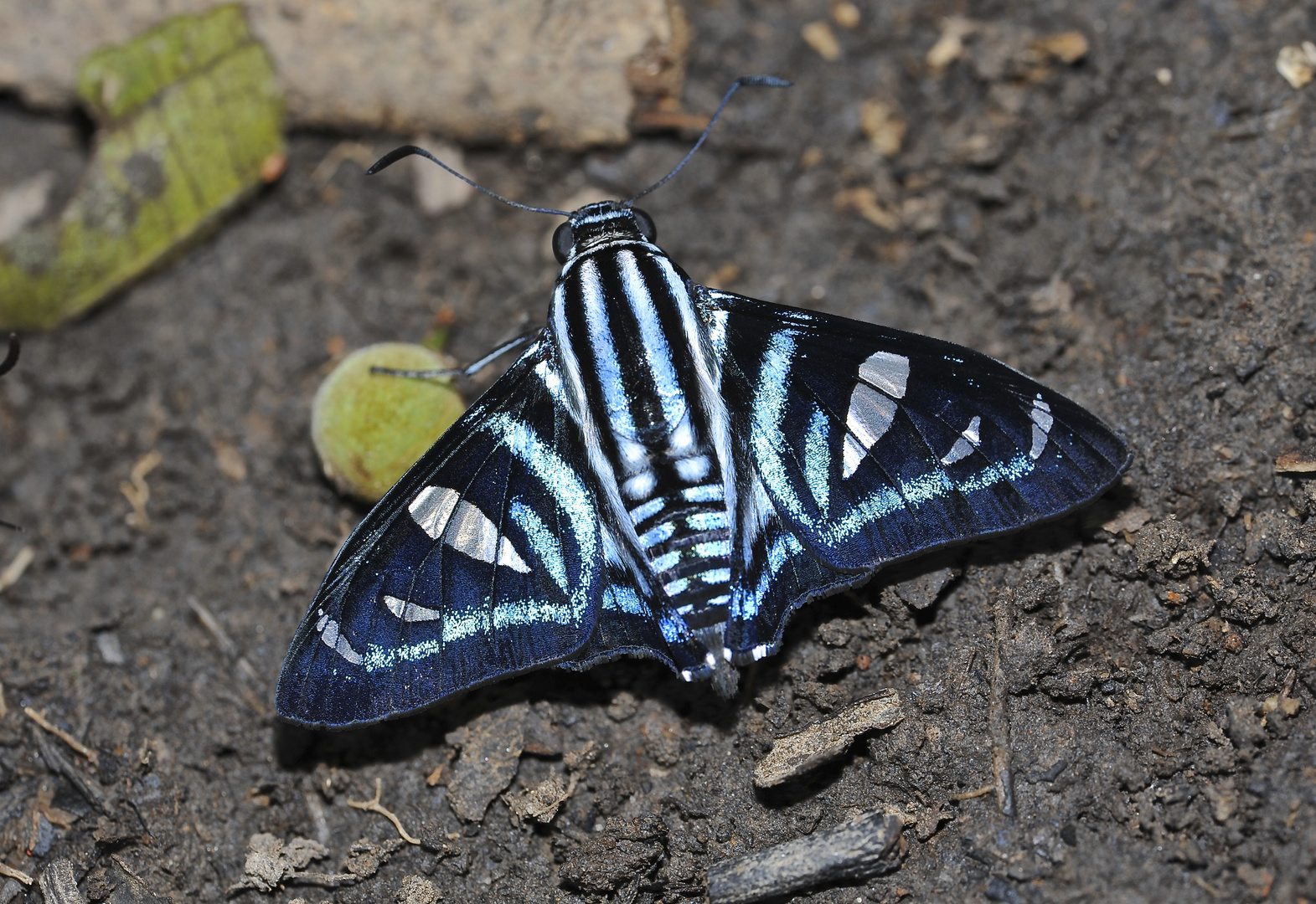 Tagfalter aus dem Tropischen Regenwald von Ecuador