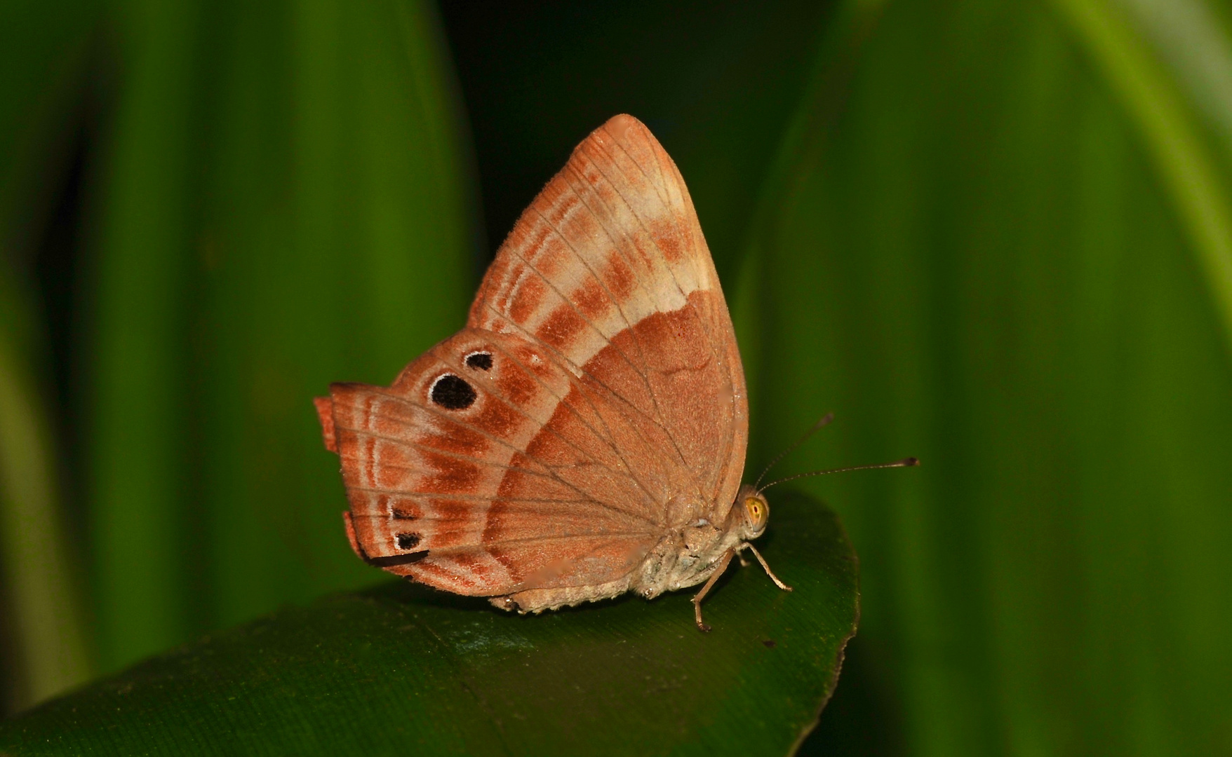 Tagfalter aus dem Tropischen Regenwald von Sri Lanka