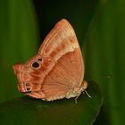 Tagfalter aus dem Tropischen Regenwald von Sri Lanka