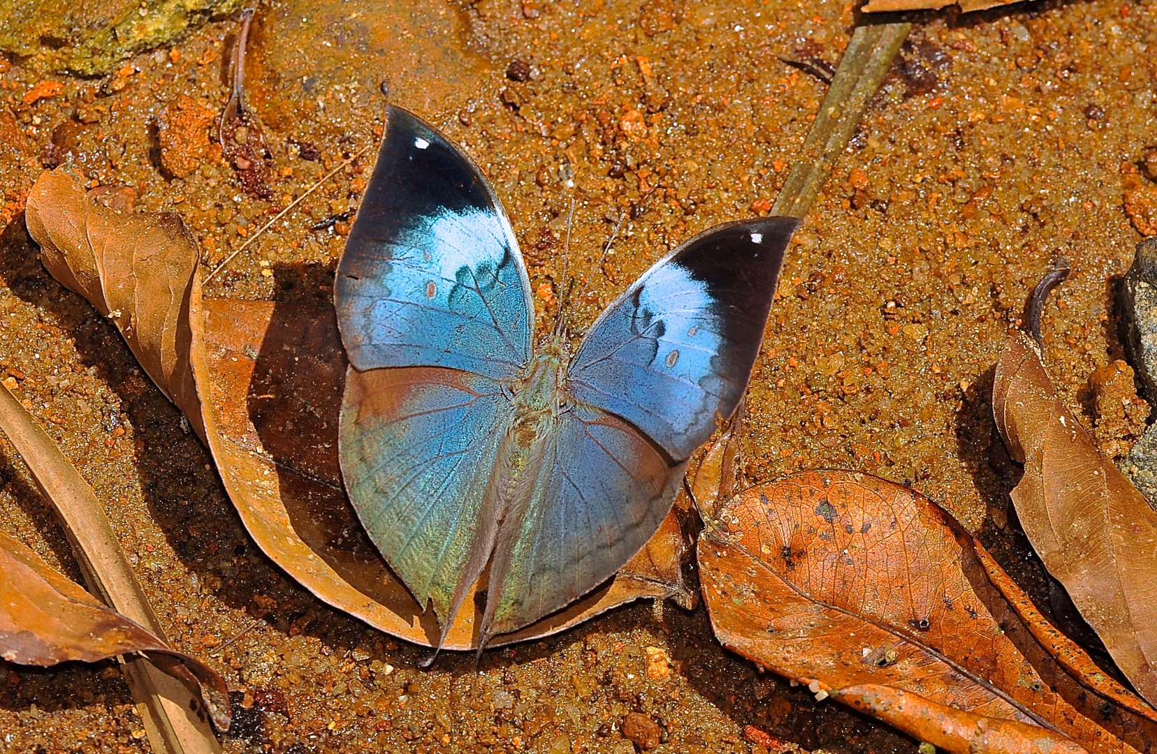 Tagfalter aus dem Tropischen Regenwald von Sri Lanka