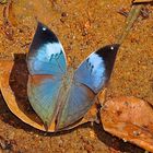 Tagfalter aus dem Tropischen Regenwald von Sri Lanka