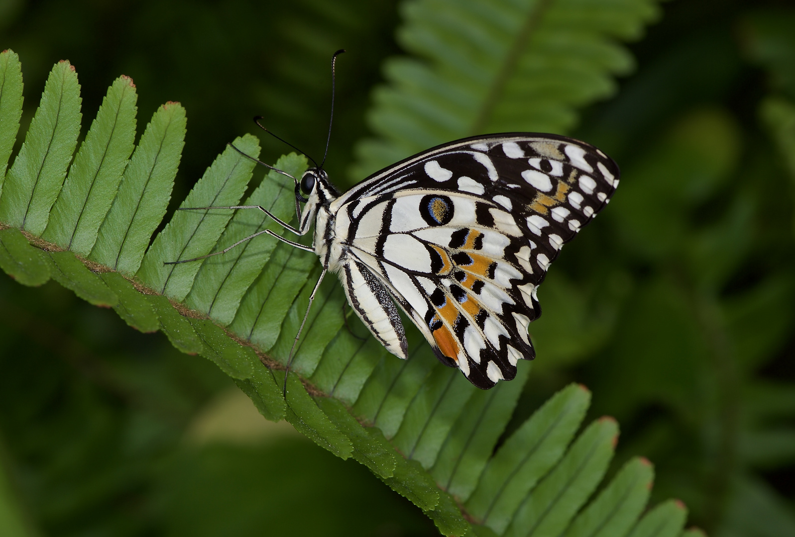 Tagfalter aus Sri Lanka