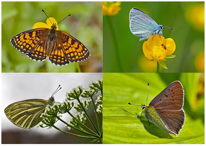 Tagfalter erfreuen unsere Herzen! (10) - Un regard en arrière et en avant: papillons.