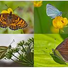 Tagfalter erfreuen unsere Herzen! (10) - Un regard en arrière et en avant: papillons.