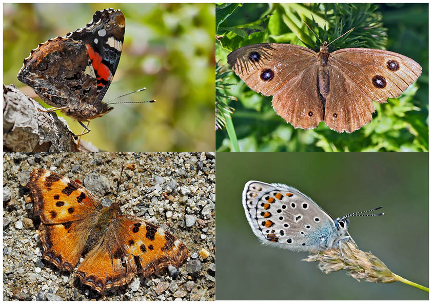 Tagfalter erfreuen unsere Herzen! (11) - Un regard en arrière et en avant: papillons.