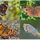 Tagfalter erfreuen unsere Herzen! (11) - Un regard en arrière et en avant: papillons.